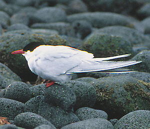 An Antarctic tern perched on some rocks