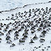 Part of the newly discovered colony of Heard Island cormorants