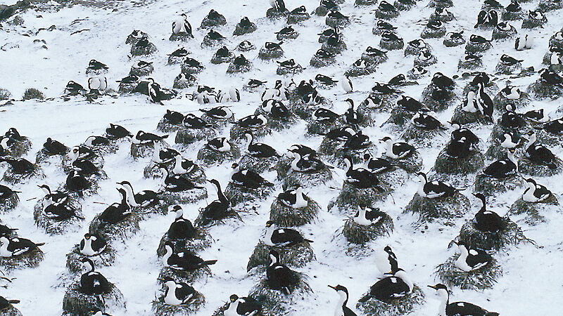 Part of the newly discovered colony of Heard Island cormorants