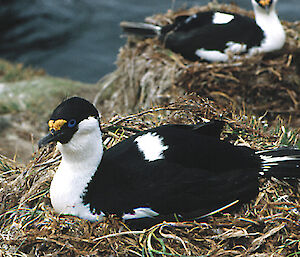 A Heard Island cormorant rests in its nest