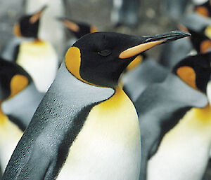 A king penguin stands in a crowd of other king penguins