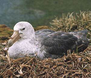 Southern giant petrel resting in a nest