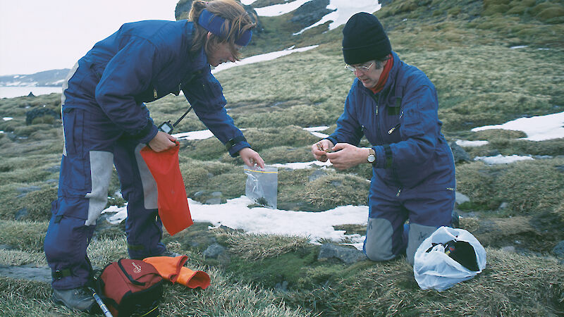 Biologists take samples of vegetation on Heard Island