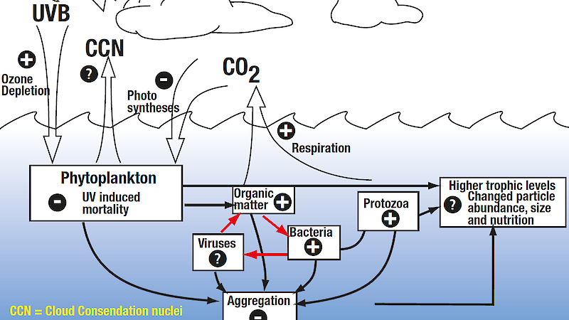 Schematic diagram indicates the result of ozone depletion of marine microbes and the resulting impact on global climate