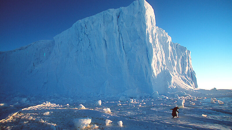 A penguin shuffles past an enormous iceberg