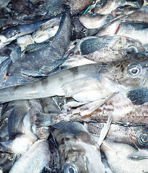 A batch of fish that have been caught