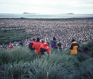 Tourists observe a large colony of penguins