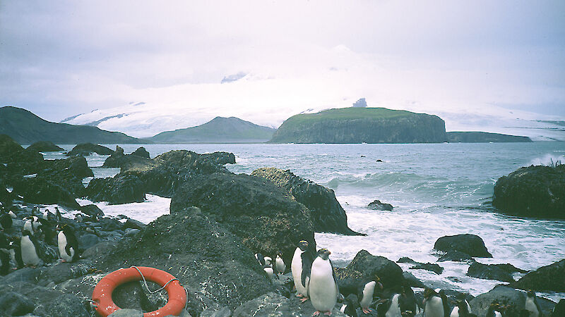 A discarded life ring sits on a rock near the water’s edge, and penguins stand nearby