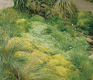 Some of the flora inside the Subantarctic Plant House at the Royal Tasmanian Botanical Gardens