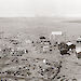 The ANARE station at Heard Island in 1951