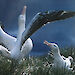 Wandering albatrosses courting