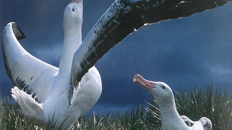 Wandering albatrosses courting