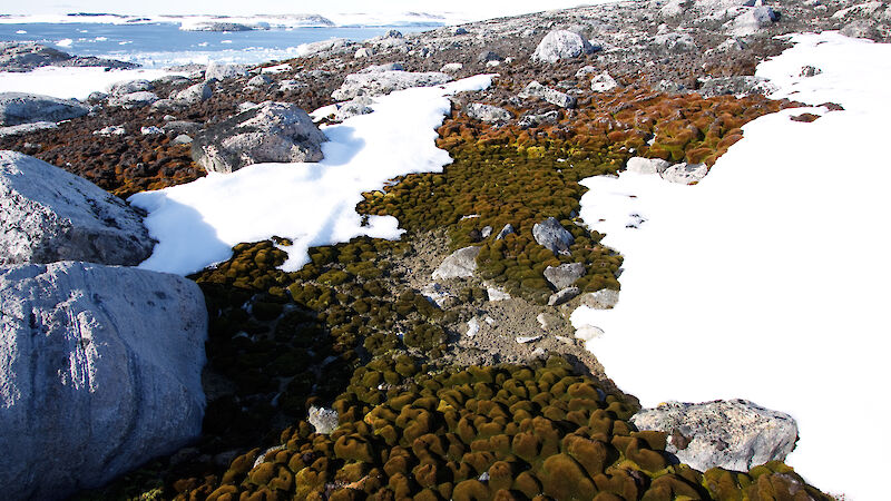 This small depression in a Casey moss bed highlights the effect of micro-topography and water availability on moss health. The moss above the depression is drying out and turning light brown.