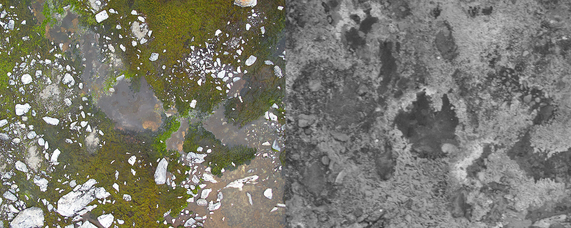 A visible light image taken by the UAV of moss beds, and a near infra-red photograph showing the healthy moss as bright pixels.