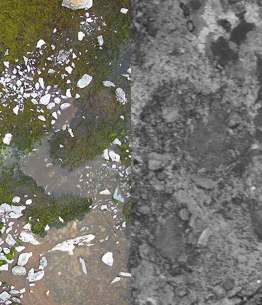 A visible light image taken by the UAV of moss beds, and a near infra-red photograph showing the healthy moss as bright pixels.