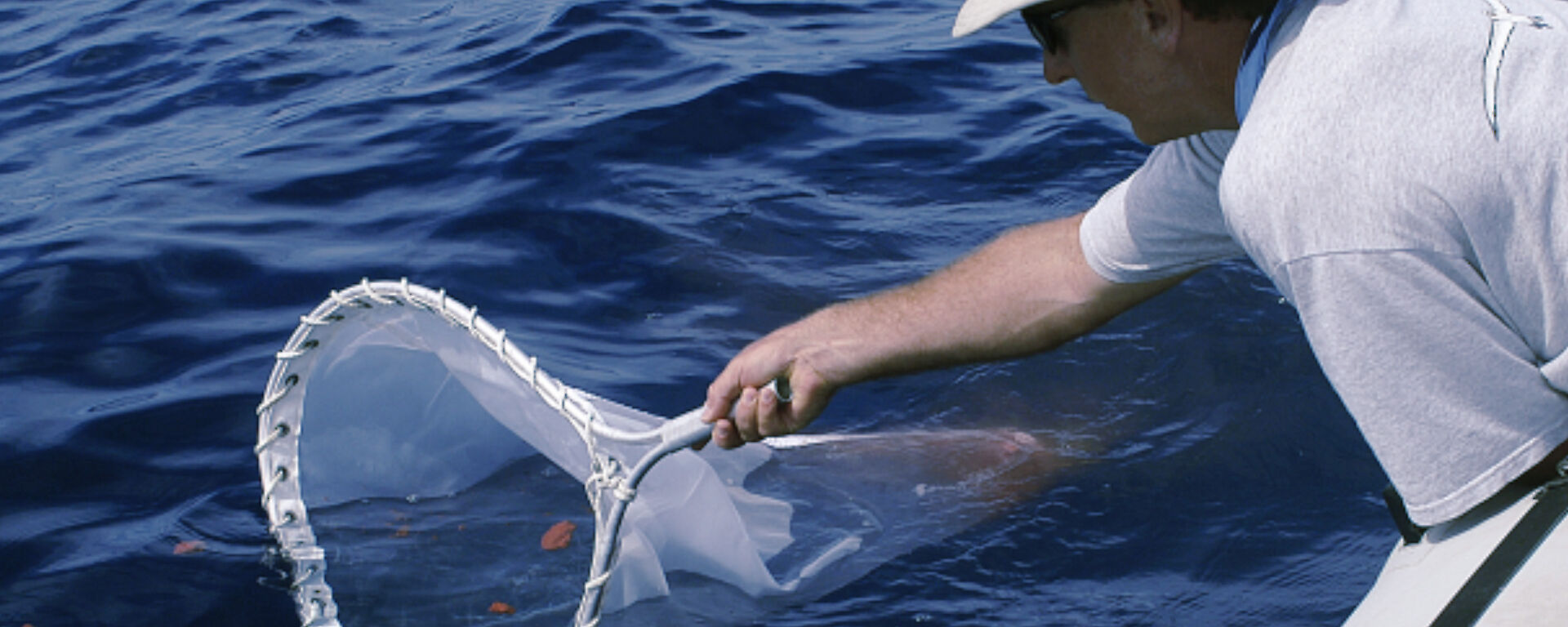 Australian Antarctic Division whale researcher, Dr Nick Gales, collects a sample of whale poo.