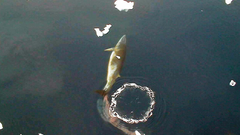 A whale leaves a plume of faecal material in its wake.