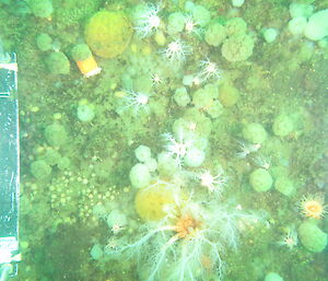 Davis sea floor habitat dominated by invertebrates — sea cucumbers, anemones and ascidians.