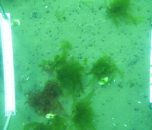 A sandy site on the Davis sea floor, with some green macroalgae and many bivalve siphons evident.