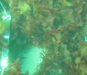 Davis sea floor habitat dominated by macroalgae.