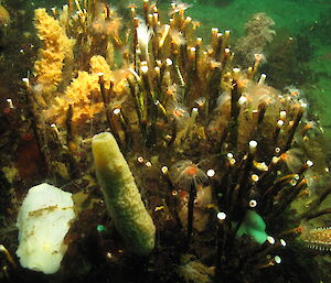 A portion of a polychaete reef in Long Fjord, Davis, with a range of other invertebrates living in and on it, including sponges, nudibranchs, starfish and worms.