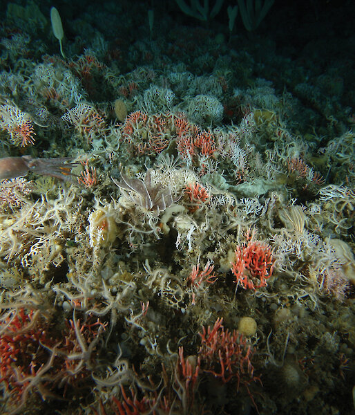 Orange stylasterid coral of the Errina genus in Antarctica, discovered during the Collaborative East Antarctic Marine Census.