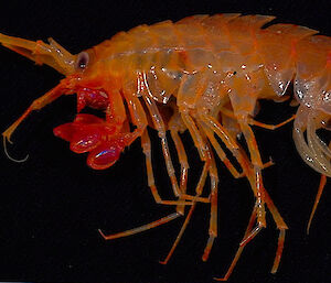 Eursirid amphipod sample used for genetic analysis