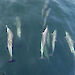 A pod of dolphins viewed from above