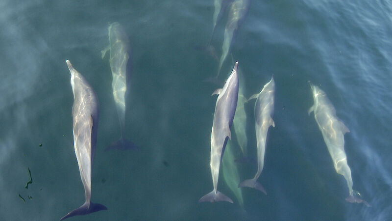 A pod of dolphins viewed from above