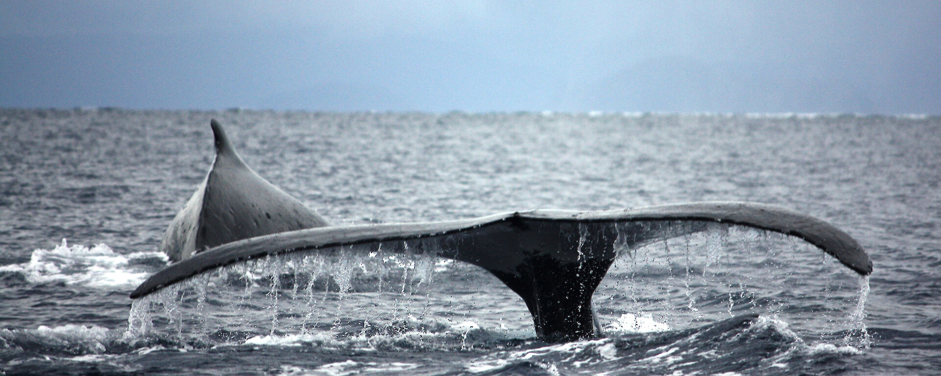 The tail of a humpback whale