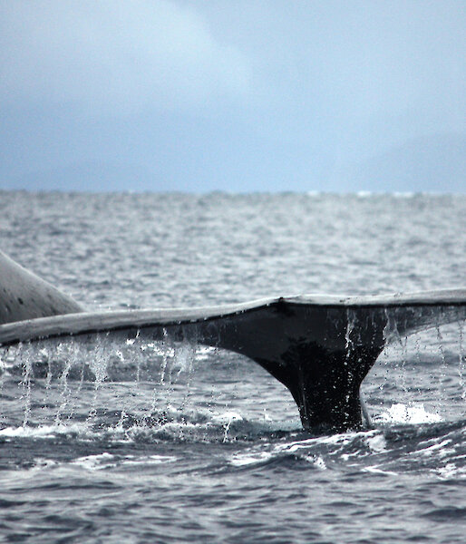 The tail of a humpback whale