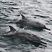 Spinner dolphins in waters near Madang, Papua New Guinea.