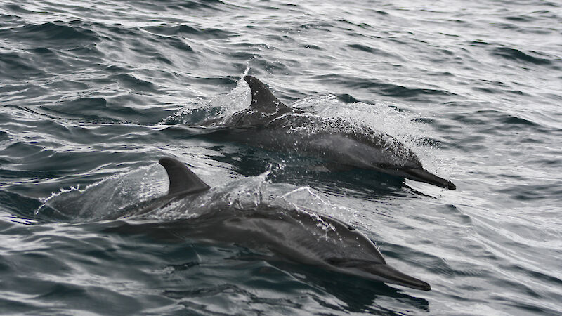 Spinner dolphins in waters near Madang, Papua New Guinea.