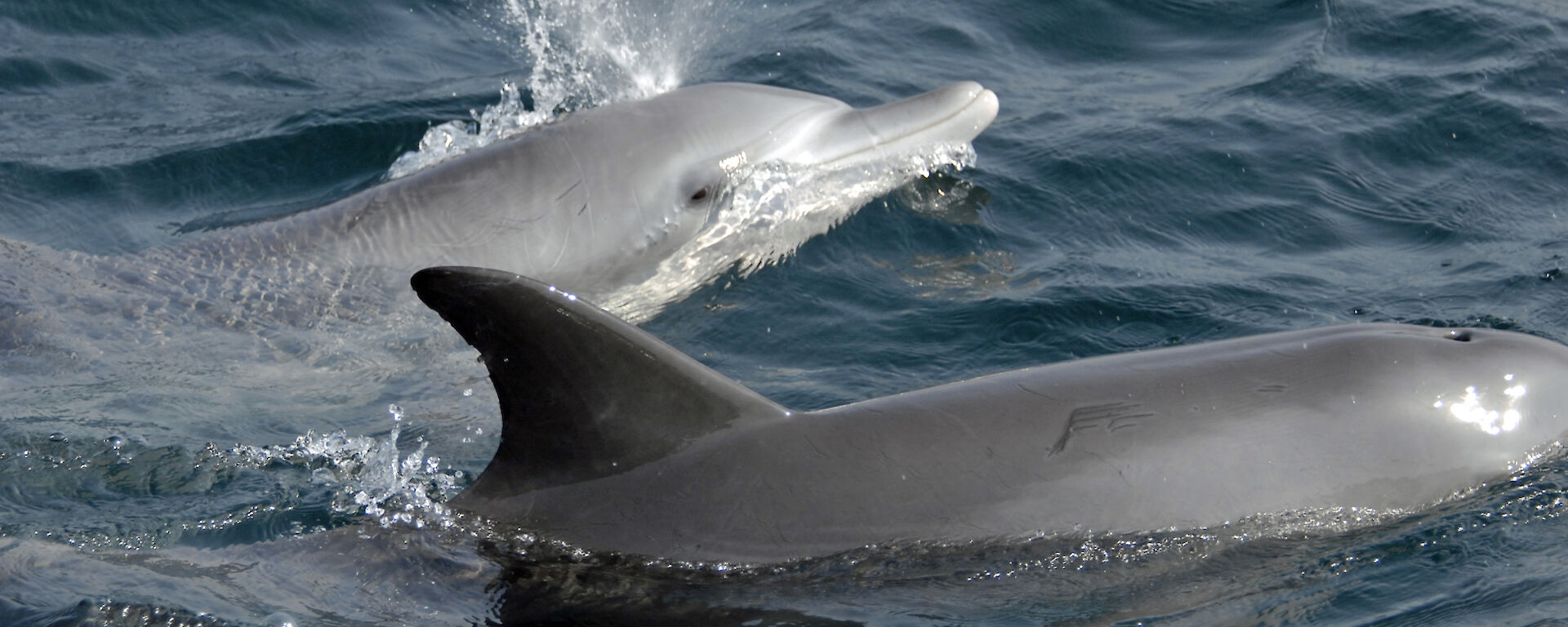 Indo-Pacific bottlenose dolphins, one blowing water from its blowhole