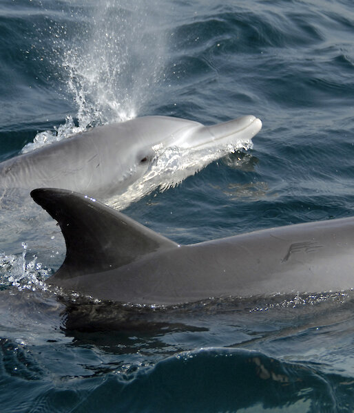 Indo-Pacific bottlenose dolphins, one blowing water from its blowhole