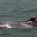 Indo-Pacific humpback dolphins in Bangladesh.