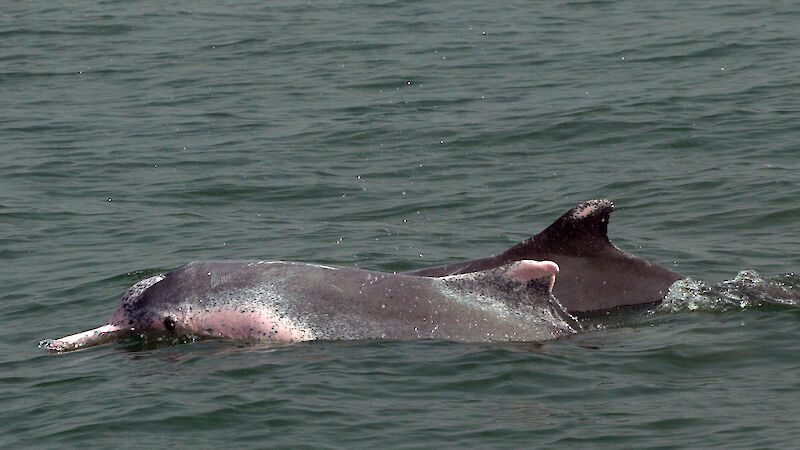 Indo-Pacific humpback dolphins in Bangladesh.