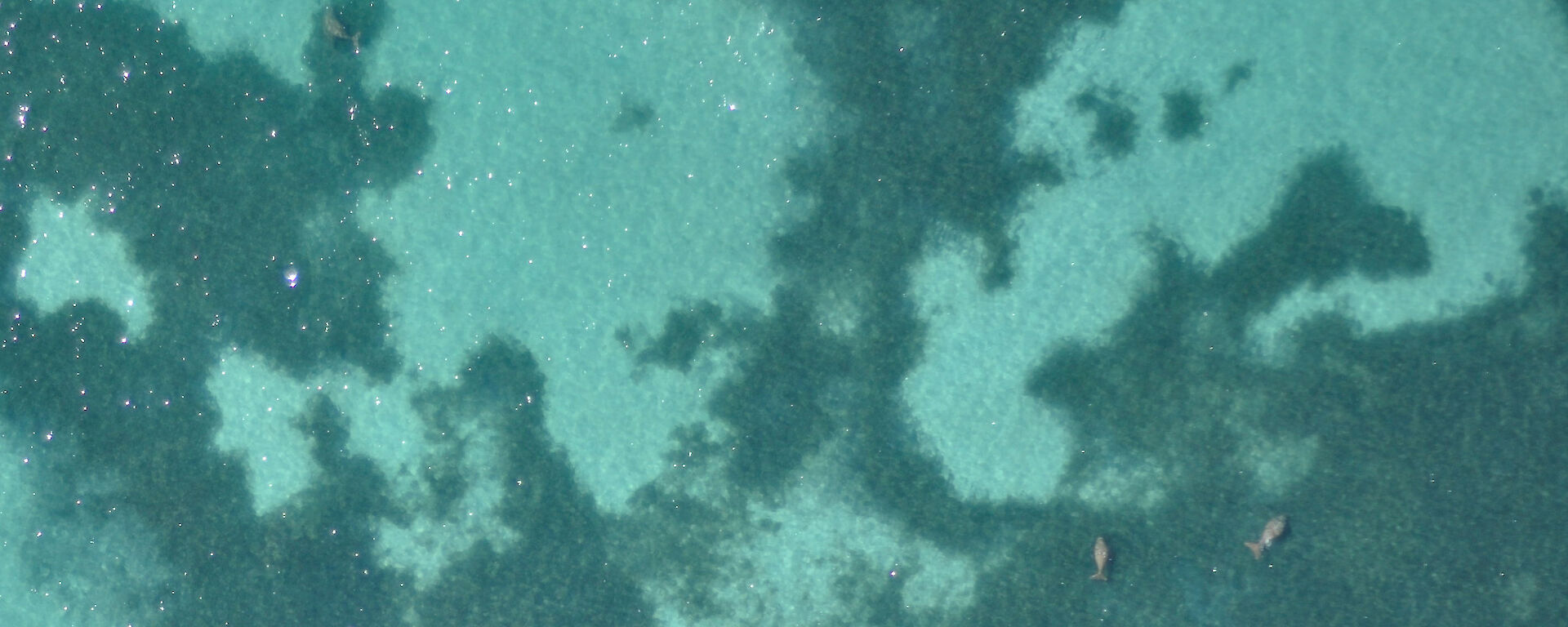 An image from the ScanEagle UAV showing four dugongs in Shark Bay.