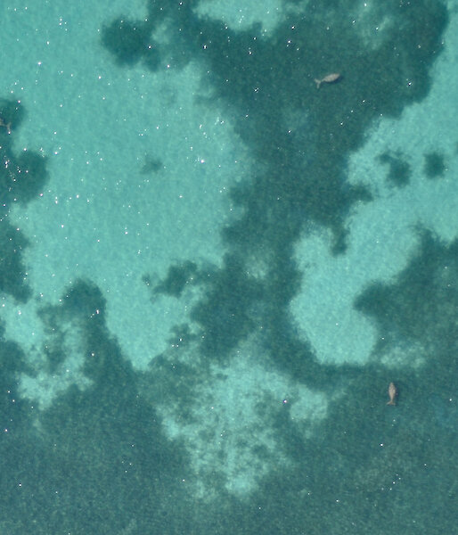An image from the ScanEagle UAV showing four dugongs in Shark Bay.