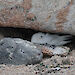 A snow petrel on its nest