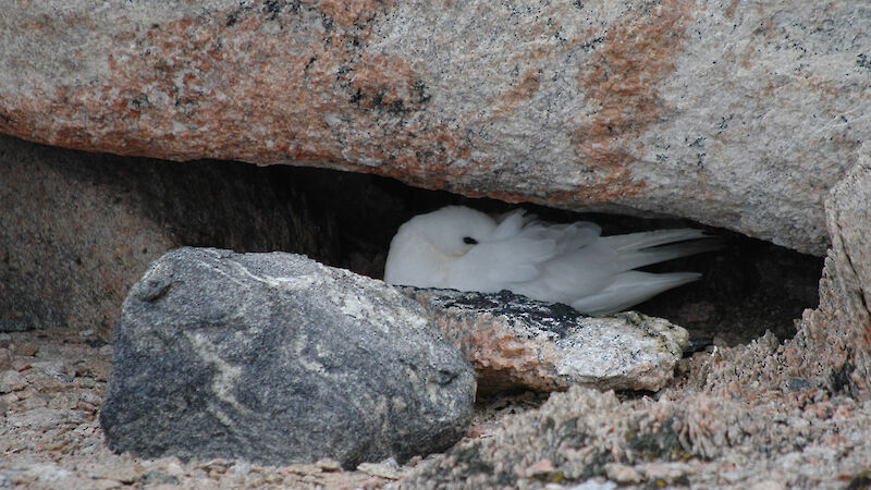 A snow petrel on its nest