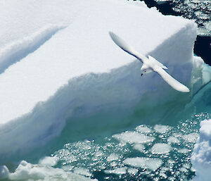 A snow petrel flies over sea ice