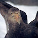 Close up of a southern giant petrel, with wings raised