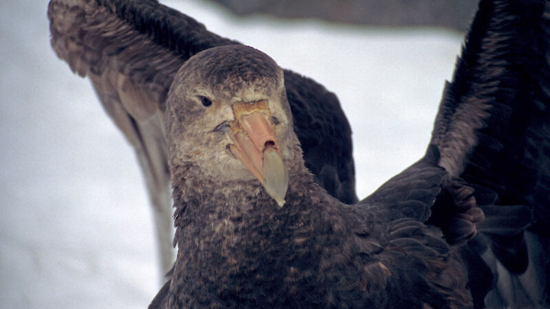 Close up of a southern giant petrel, with wings raised