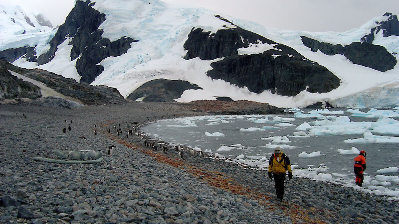 Tourists at a gentoo penguin rookery on Cuverville Island.