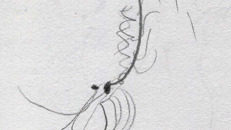 Artistic drawing of a krill