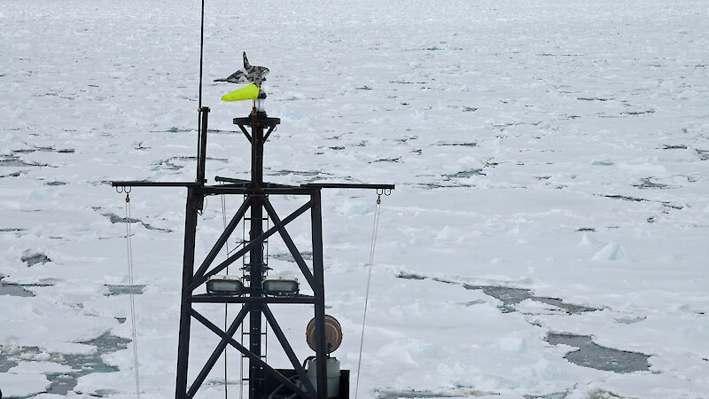 The Aurora Australis in sea ice.