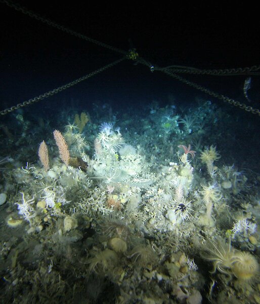 Still footage taken by a trawl-mounted camera at Tressler Bank