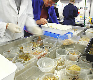 Biologist, Ty Hibberd (left) sorts invertebrates in the ship’s wet lab.