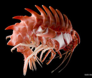 A heavily armoured amphipod, with large spines running along its back.